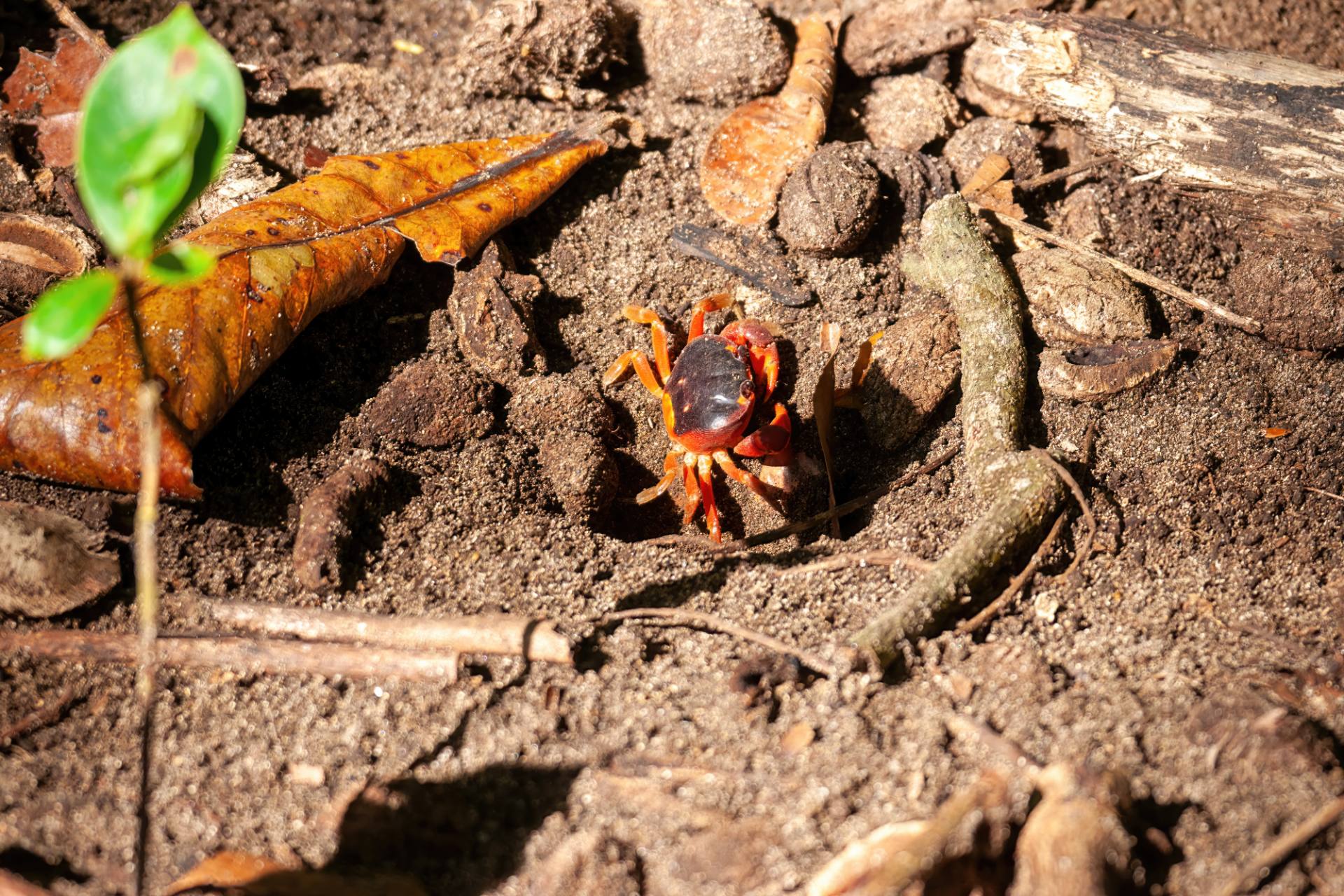 Gemeine Strandkrabbe (Carcinus maenas), auch einfach Strandkrabbe genannt